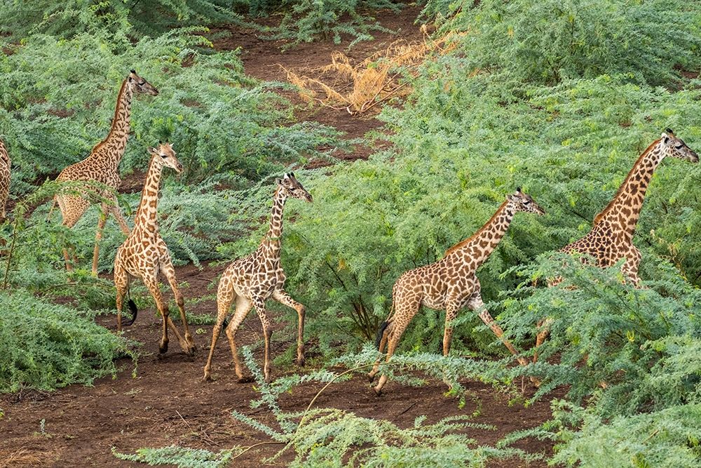 Africa-Kenya-Shompole-Aerial view herd of Giraffes walking in Shompole Conservancy in Rift Valley art print by Paul Souders for $57.95 CAD